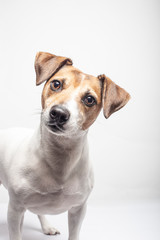 Lovely Jack Russell Terrier on white background Isolated image.