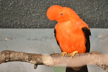 an orange bird called andean cock of the rock