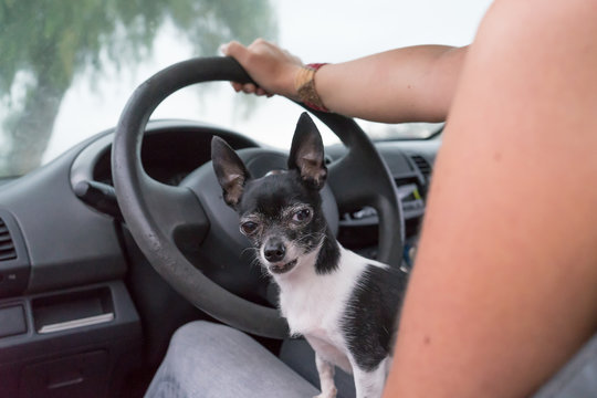 Angry Dog Sitting On The Legs Of The Owner Inside The Car And Protecting The Vehicle. Chihuahua Gaze Grumpy While Protect The Woman When She Drive The Auto.