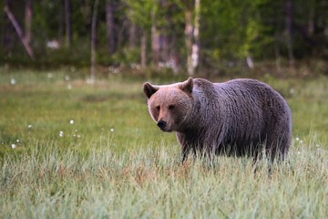 The brown bear (Ursus arctos) female walking in the green grass.