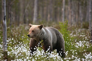 The brown bear (Ursus arctos) female walking in the green grass and white flowers.