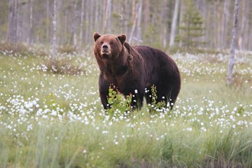 The brown bear (Ursus arctos) male walking in the green grass and tracking a female.