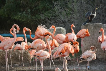 Lots of flamingos and one cormorant