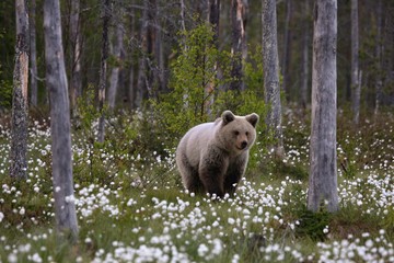 The young baby brown bear (Ursus arctos) walking in the green grass.