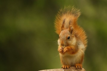 A red squirrel (Sciurus vulgaris) also called Eurasian red sguirrel sitting in  a green forest.