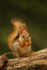A red squirrel (Sciurus vulgaris) also called Eurasian red sguirrel sitting in  a green forest.