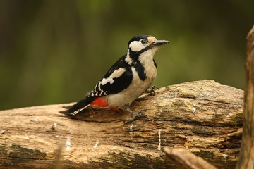 A great spotted woodpecker (Dendrocopos major) on the branch in green forest.