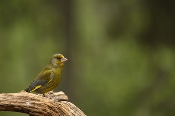 A European greenfinch (Chloris chloris) sitting on the branch in green forest.
