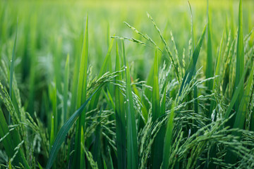 Young green rice plants in the field