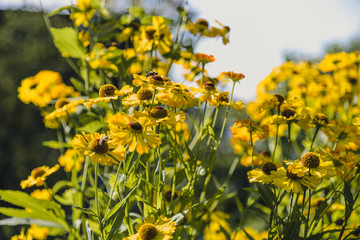 Bee sitting on a yellow flower