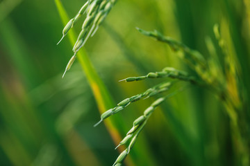 Young green rice plants in the field