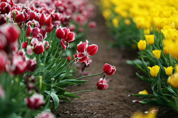 Close-up of vibrant rows of red and yellow tulips in a field.