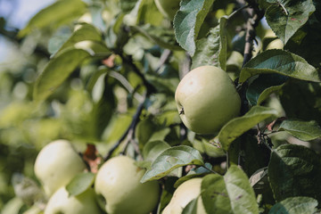 Green apples close-up on a tree