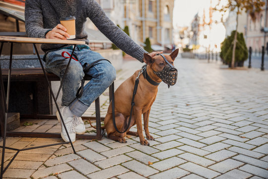 Dog sitting in the street and his owner patting him stock photo