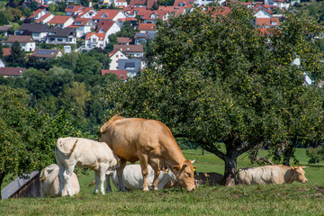 Kuh mit Kalb