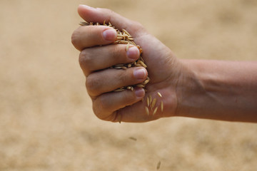Ripe rice grains in female hand