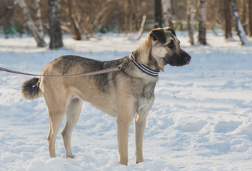 Fototapeta na wymiar Ordinary dog in the snow