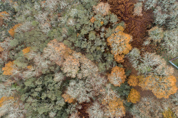 Aerial view of a forest in autumn. Galicia, Spain