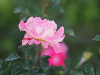 Obraz premium Rose Flower Pink color arrangement Beautiful bouquet on blurred of nature background symbol love Valentine’s Day