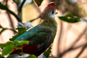 Red-crested Turaco (Tauraco erythrolophus)