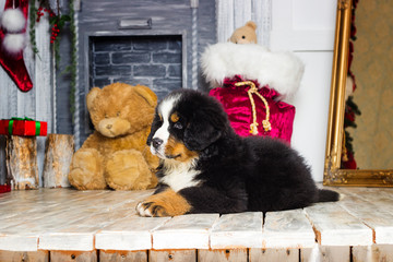 new year puppy of bernese mountain dog