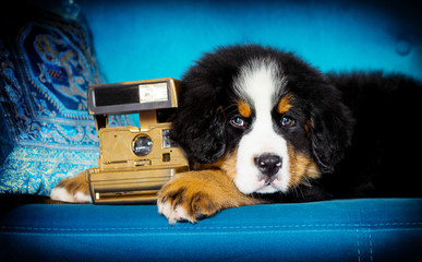 puppy and camera breed bernese mountain dog in retro style