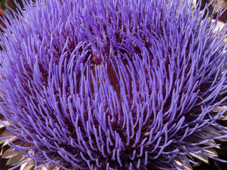 Globe Artichoke flower (Cynara Scolymus)