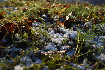 Obraz na płótnie Canvas snow on grass