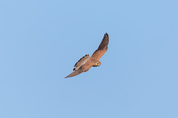 common kestrel (falco tinnunculus) in flight in blue sky