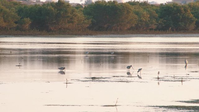 common sandpipers searching for food  at Ras al Khaimah mangrove. uae wildlife and nature