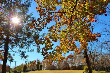 Fototapeta premium 秋 風景 紅葉 杤木