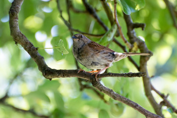 Dunnock in a Pear tree