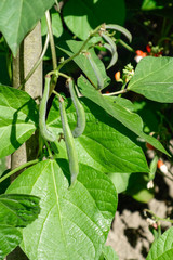 Runner Beans
