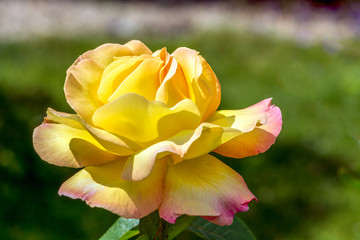 Yellow Rose (Peace)