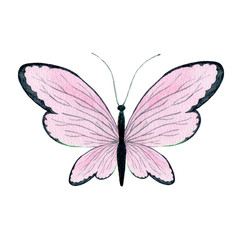 Hand drawn butterfly with light pink wings, isolated on a white background