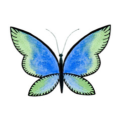 Blue and green butterfly isolated on a white background. Hand-drawn illustration. Sketch of insect