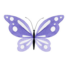 Purple watercolor butterfly isolated on a white background. HAnd-drawn illustration