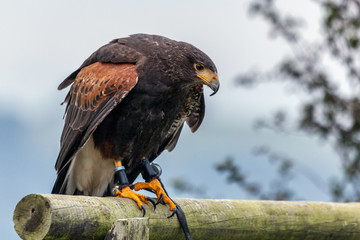 Harris Hawk (Parabuteo unicinctus)