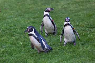 Obraz premium Humboldt Penguin (Spheniscus humboldti)