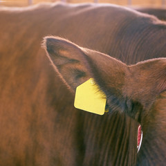Agriculture animal sick. Cow portrait, beef meat. Milk kine. Ear tag and label