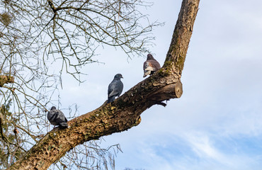 Tauben auf einem Ast im Park