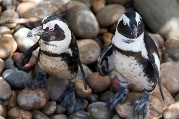 Juvenile African Penguins (Spheniscus demersus)