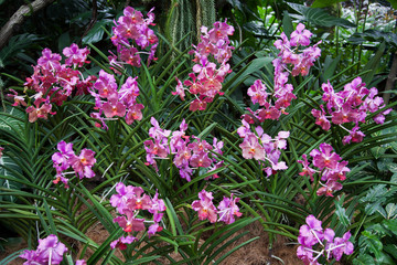 A display of some pink Orchids
