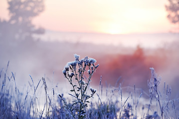 The last autumn flowers and grass in cobwebs and in sparkling hoarfrost and beautiful morning light in the meadow.