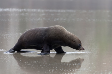 Naklejka premium New Zealand Fur Seal (Arctocephalus forsteri)