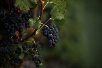 Wallpaper of Pinot Noir grapes in vineyard - obrazy, fototapety, plakaty