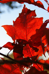 Fototapeta premium Autumn leaf