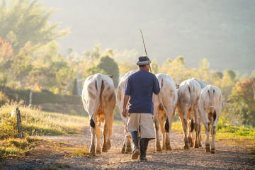 A cow shepherd and his cows are walking along local dirt route in morning sunlight and natural environment, out to working at the farm.  - obrazy, fototapety, plakaty