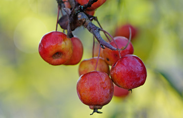 Fruits du pommier du Japon