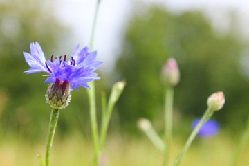 Blue purple Centaurea cyanus (Wild Cornflower) close up macro with beautiful colors in the sun